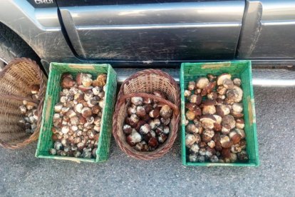 Cestas y cajas con ‘ceps’ que se recogieron el pasado sábado en el Pirineo de Lleida.