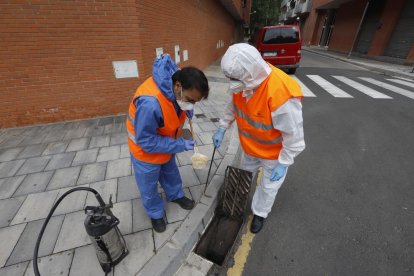 Moment en què els tècnics introdueixen un insecticida en un embornal d’un carrer de Pardinyes.