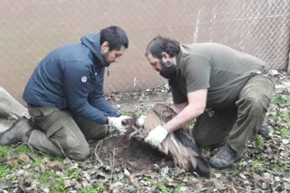 Trasladados a Israel diez buitres de Vallcalent para ser liberados en el Oriente Próximo