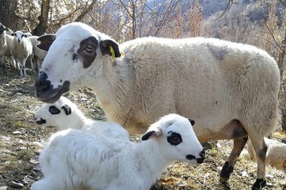 RebordonidRebordonida, una de las ovejas del Obrador Xisqueta.a, una de las ovejas del Obrador Xisqueta.