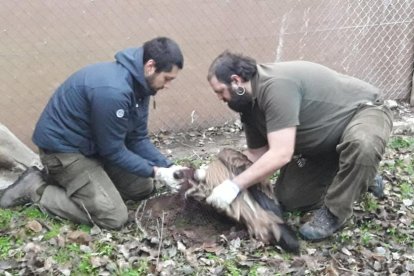 Uno de los buitres trasladados desde Vallcalent a Israel.