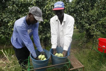 Dos trabajadores extranjeros en la campaña de la fruta de Lleida, en una imagen de archivo.