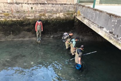 Imagen del rescate de los peces del Garona a su paso por Bossòst.