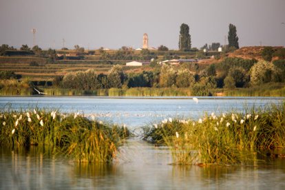 L’actual estany té un alt valor ecològic i ha suposat també la recuperació d’una part de la memòria col·lectiva local.