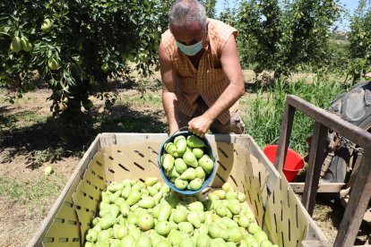 La pera llimonera destaca aquest estiu pels nivells de sucres i calibre.