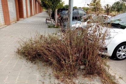 Rates i males herbes al barri de la Bordeta de Lleida