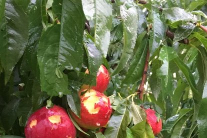 La fruita en aquests arbres de Soses va quedar destrossada. Un productor de Torres de Segre fotografia producció arruïnada a la finca.