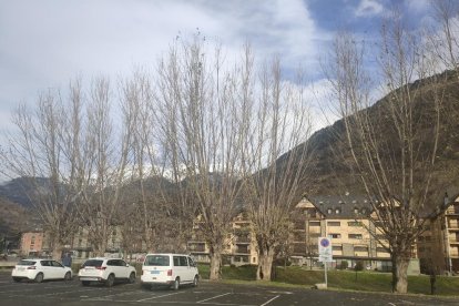 Els arbres de la zona de pàrquing de les antigues casernes.