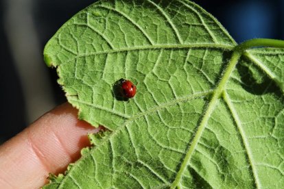 Una mariquita de dos puntos, que se alimenta de pulgón.