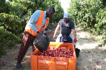 Recogida de nectarinas en una finca de Soses al inicio de la campaña en Soses.