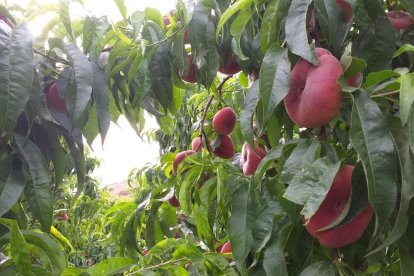 Imagen de paraguayos tomada la semana pasada en una finca de l’Horta de Lleida.