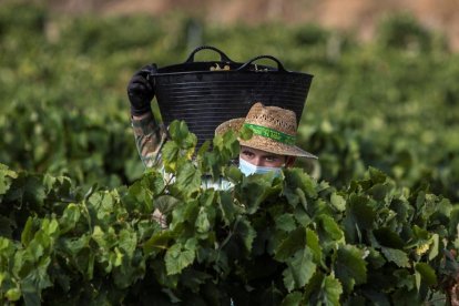 La producción estará condicionada por la afectación del mildiu. 