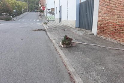 Dos arbres arrancats després de la festa major de Sucs.