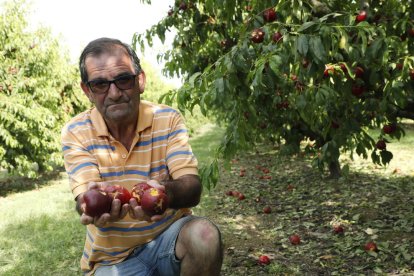 Josep Maria Companys muestra frutos destrozados por el pedrisco en su finca de Torres de Segre.