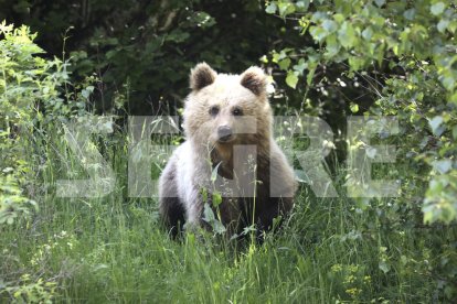 El oso que frecuenta la zona de la Bonaigua, en el Alt Àneu.