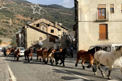 Cinquanta cavalls en la transhumància pel Sobirà