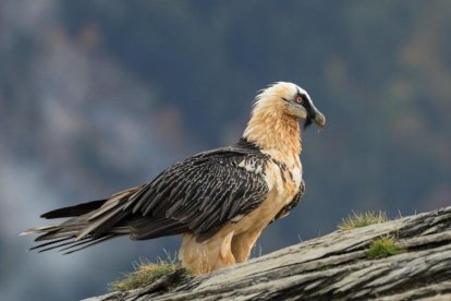 Un ejemplar de quebrantahuesos, especie de buitre que se alimenta de huesos y se encuentra en peligro de extinción en Europa. 