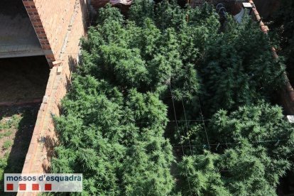 Una vista de la plantación de marihuana en el patio exterior de una casa en els Arcs, en el Pla d'Urgell.