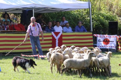 Concurso de perros pastores en Llavorsí en una imagen de archivo.