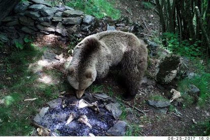 Foc alterat per una óssa al Parc Natural de l’Alt Pirineu.