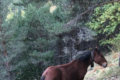 Imatge de l’euga després de l’atac de l’ós a Mont i, a la dreta, la cria que va morir per les ferides.