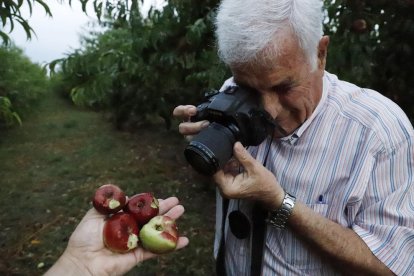 La fruita en aquests arbres de Soses va quedar destrossada. Un productor de Torres de Segre fotografia producció arruïnada a la finca.