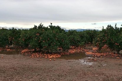 Imatge d’arxiu de tarongers amb els fruits per terra.