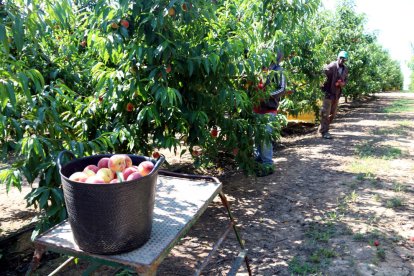 Imatge d’arxiu de treballs de recollida de préssecs en una finca de Torres de Segre.