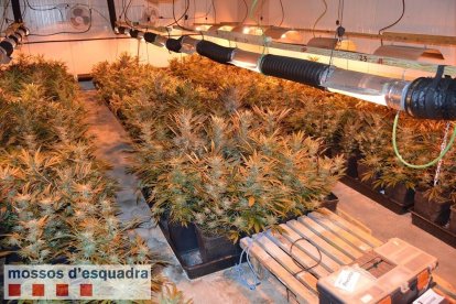 Els agents van recollir 622 plàntules en creixement i 579 plantes en producció.