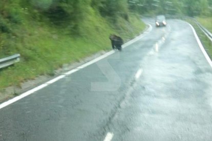 El oso ha sido visto cerca del núcleo de Molinos, en la Torre de Capdella.