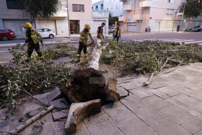 L'arbre sobre el ferm de Prat de la Riba va ocupar dos carrils del carrer.