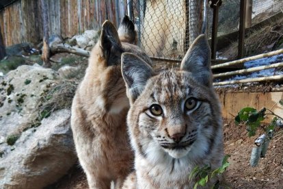 Imagen de ‘Minairó’, el lince que nació a finales del pasado mes de mayo en Les Planes de Son. 