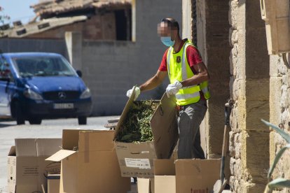 Un policia al treure marihuana ahir al migdia de la casa de la Guàrdia d’Urgell.