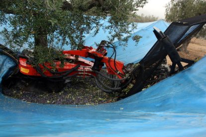 Recollida mecanitzada d’olives en una finca de Maials.