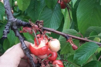 Imagen de cómo han quedado cerezas tras las intensas lluvias caídas desde el domingo.