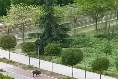 Imágenes que muestran al jabalí paseando por la zona del Parc de l’Aigua. A la derecha, tras ser abatido por los Agentes Rurales. 