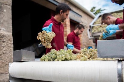 Operarios durante la vendimia en la finca de Penelles.