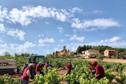 En els últims dies, el grup Tomàs Cusiné ha començat a veremar en finques de Castell del Remei, el Vilosell i la Conca de Barberà.