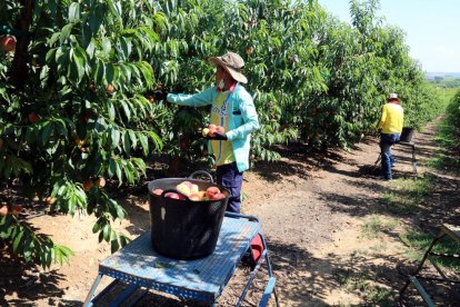 Imagen de archivo de cosecha de melocotones en una finca leridana.