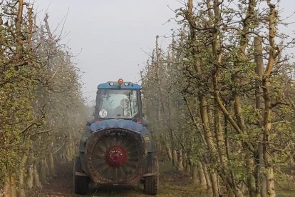 Treballs d’ensulfatat de fruiters, ahir en una finca de l’Horta de Lleida.