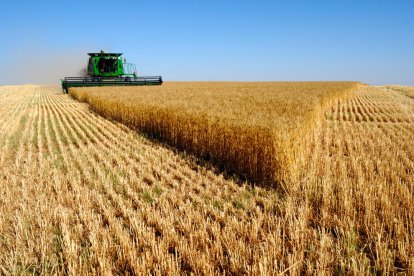 Imatge d’arxiu dels treballs d’una recol·lectora en una finca de cereals.