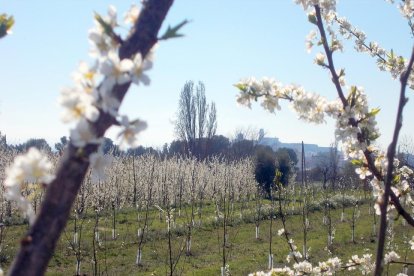 Imatge primaveral de la capital del Segrià.