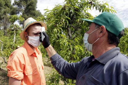 Un agricultor pren la temperatura a un temporer a Alcarràs.