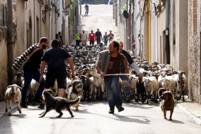 Rebaños de ovejas cruzaron ayer el centro histórico del pueblo. 