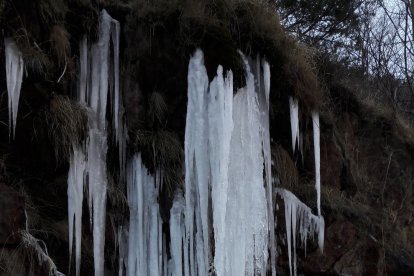 Imagen de caballos bebiendo de un abrevadero helado en Bellver de Cerdanya. 