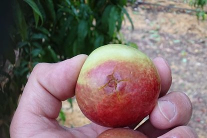 Imagen de nectarinas golpeadas por pedrisco en Seròs.