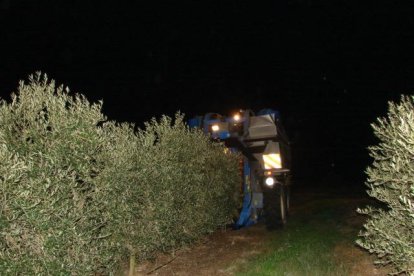 Imatge d’arxiu de la recol·lecció nocturna d’olives.