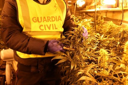 Foto d’arxiu d’un decomís de marihuana a Lleida.