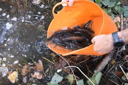 Un moment de l’alliberament de peixos autòctons al riu.