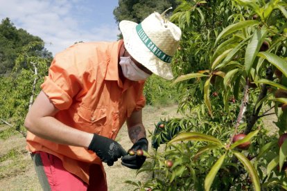 Un temporer fent tasques d’aclarida de fruiters en una finca d’Alcarràs.